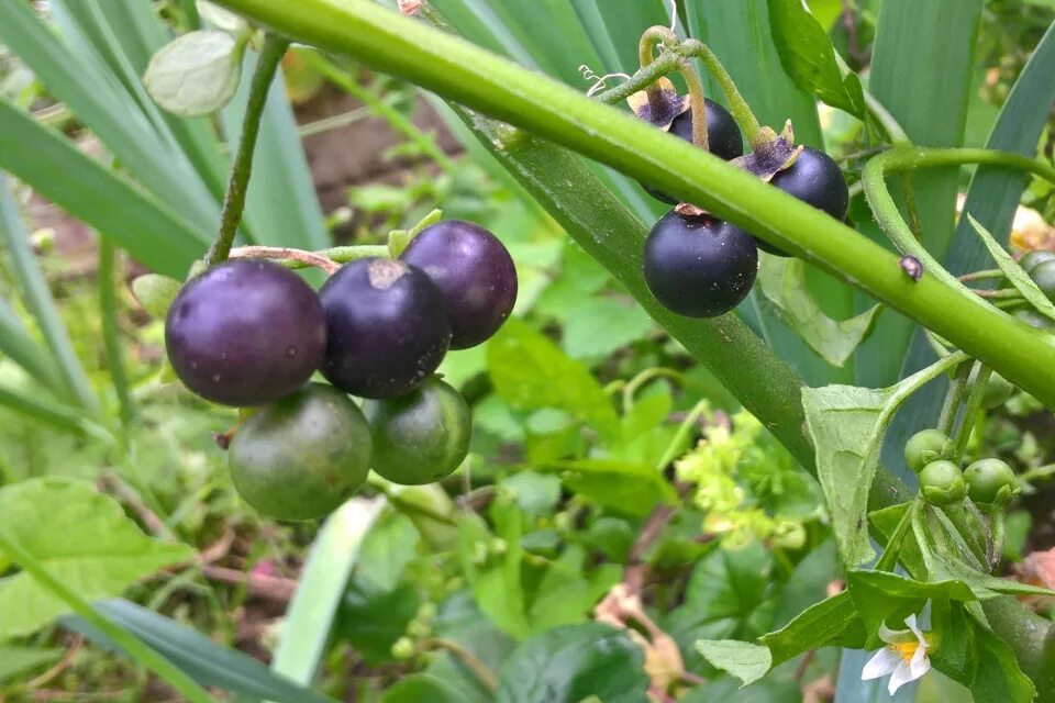 Паслён чёрный. Паслен Сараха. Паслен куст. Паслён чёрный съедобный. Известно что картофель или паслен