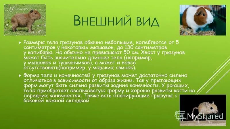 Грызуны доклад. Грызуны презентация. сообщение про грызунов. проект про грызунов биология.