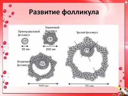 Фолликулы