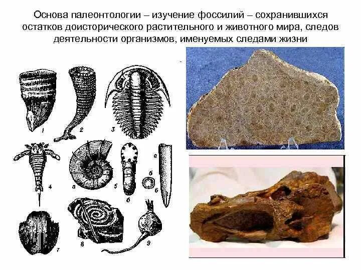 Палеонтология наука о древних обитателях земли. Палеонтология. Палеонтология это наука. Палеонтология для детей презентация. Палеонтология это наука изучающая.