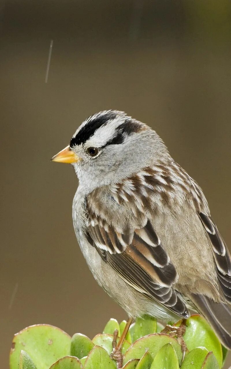 Птица с черными полосками. Птица с белыми полосками на голове. Маленькая птичка с белыми полосками. Птица полосатая черно белая. Синица гаичка голос.