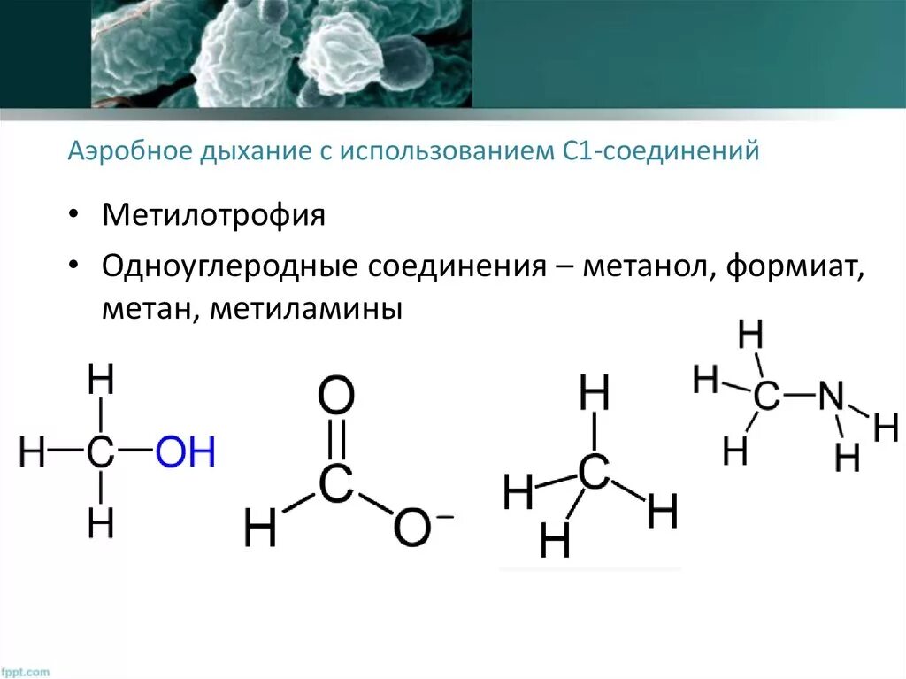 Аэробное дыхание. Аэробное дыхание микроорганизмов. Аэробное окисление метана. Аэробное соединение