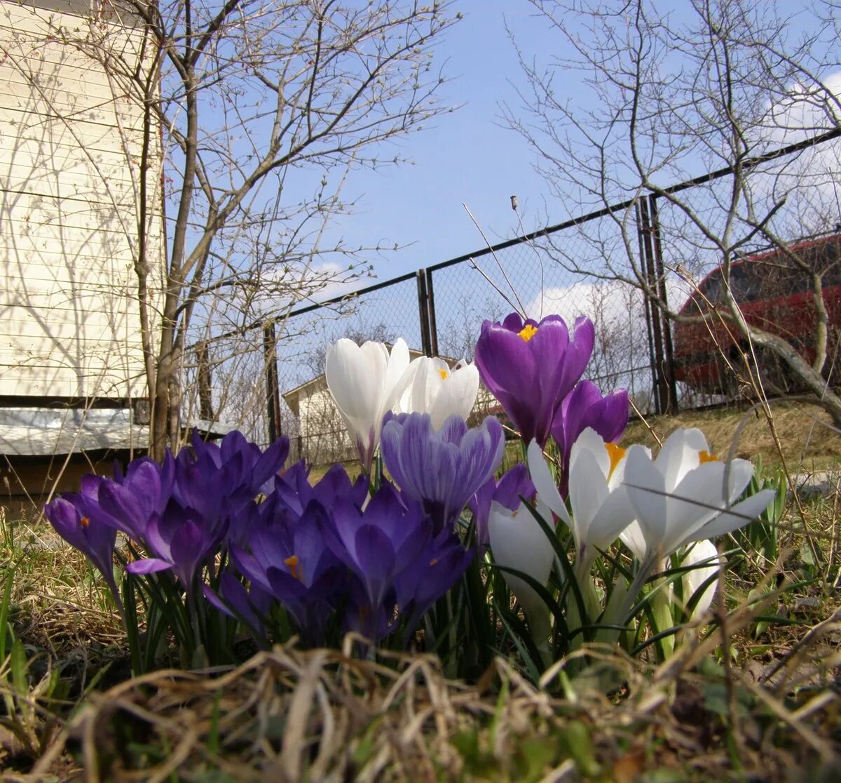 Весенние первоцветы тюльпан. Первые цветы на дачах. Клумба. Весенние первоцветы многолетние. Клумбы с тюльпанами и нарциссами мускари.