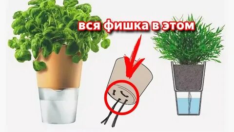 Полив корневой системы