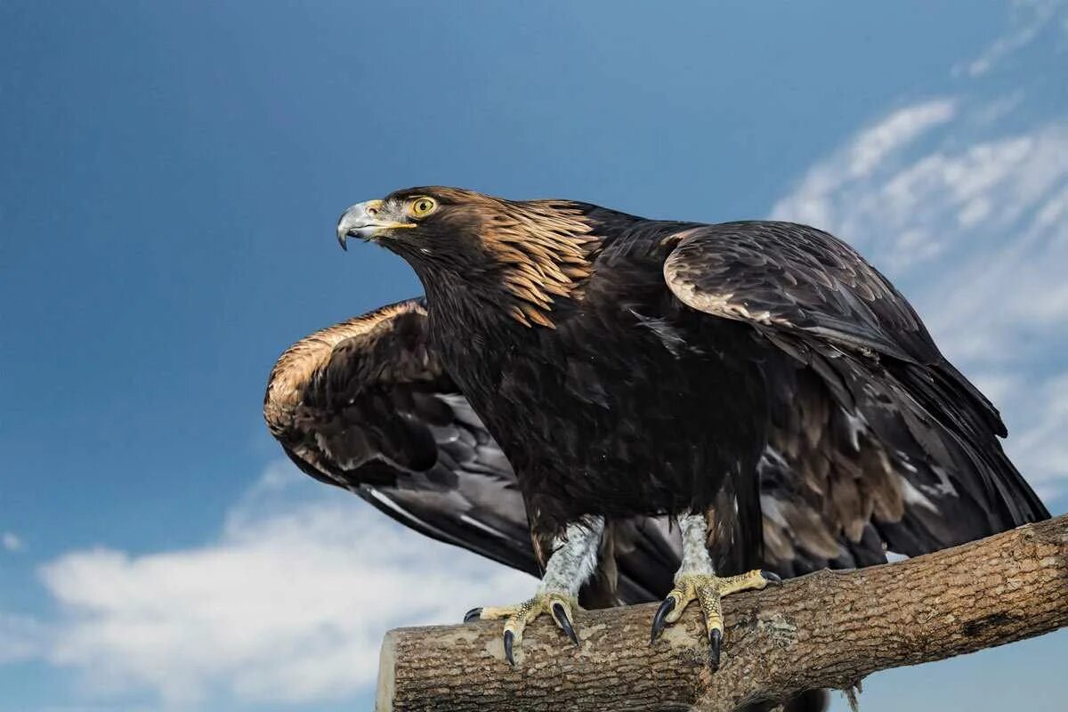 Орел беркут. Беркут это. Орел беркут. Беркут это. Беркут на ольхоне.