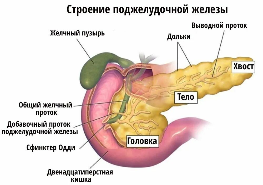 Сердце желчный пузырь