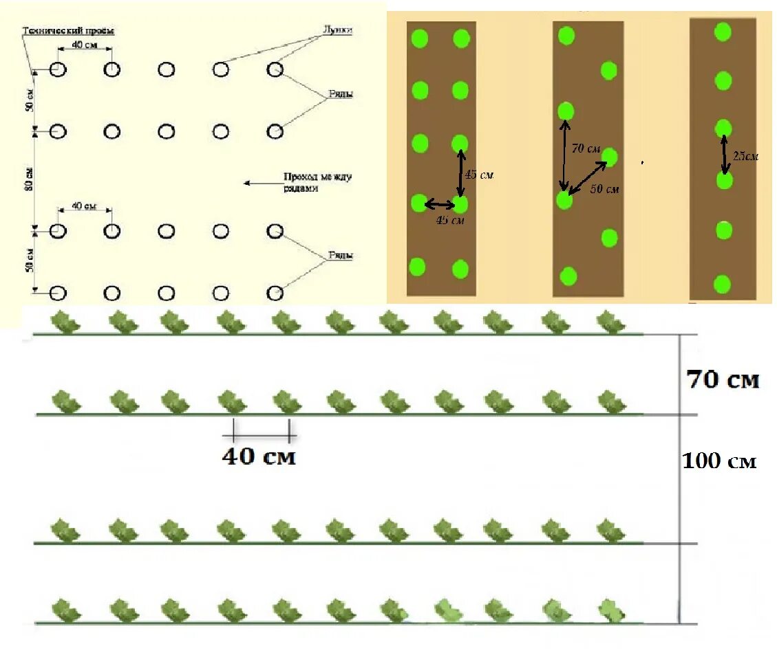 Посадка огурца в теплице расстояние. ,Схема посадки огурцов в теплице схема. Схема высадки рассады огурцов в открытый грунт. Схема высадки рассады огурца в открытый грунт. Схема высадки рассады огурцов в теплице.
