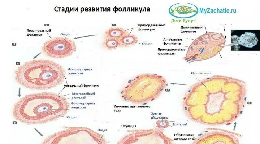 Фолликулы в яичниках норма. Фолликулы в яичниках норма в 40 лет. Фолликул доминантный фолликул. Фолликул яичника размеры