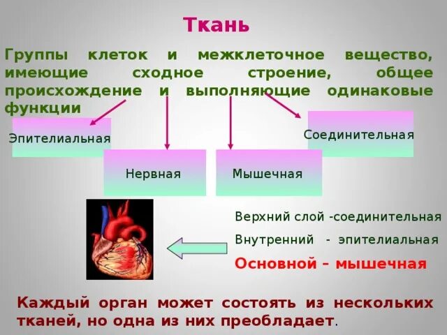 Как называется группа клеток выполняющих определенную. Презентация на тему ткани органы системы органов. группы тканей. ткань это группа клеток. органы гр клетки.