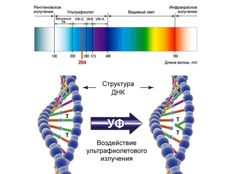 Днк после смерти. Влияние ультрафиолета на микроорганизмы. Ультрафиолетовая область спектра. Ультрафиолетовое бактерицидное облучение. Спектр излучения ультрафиолета.