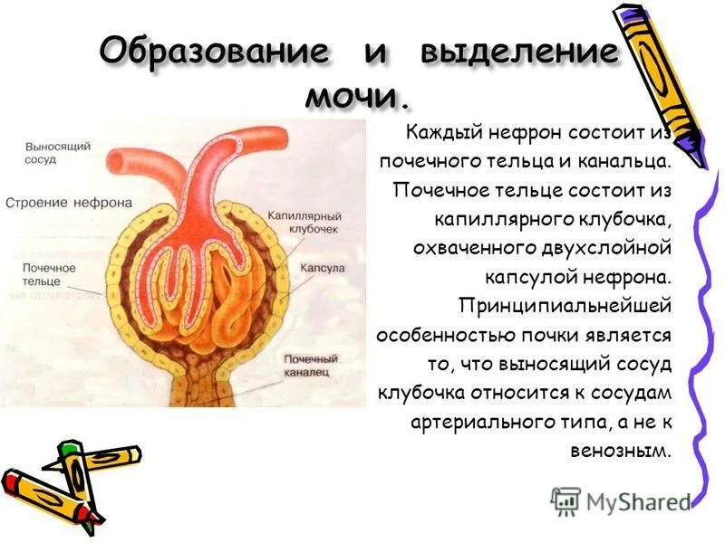 Строение и функции мочевыделительной системы тест. Функция капсулы нефрона почки. Функции капиллярного клубочка нефрона. Функция почечного тельца нефрона.