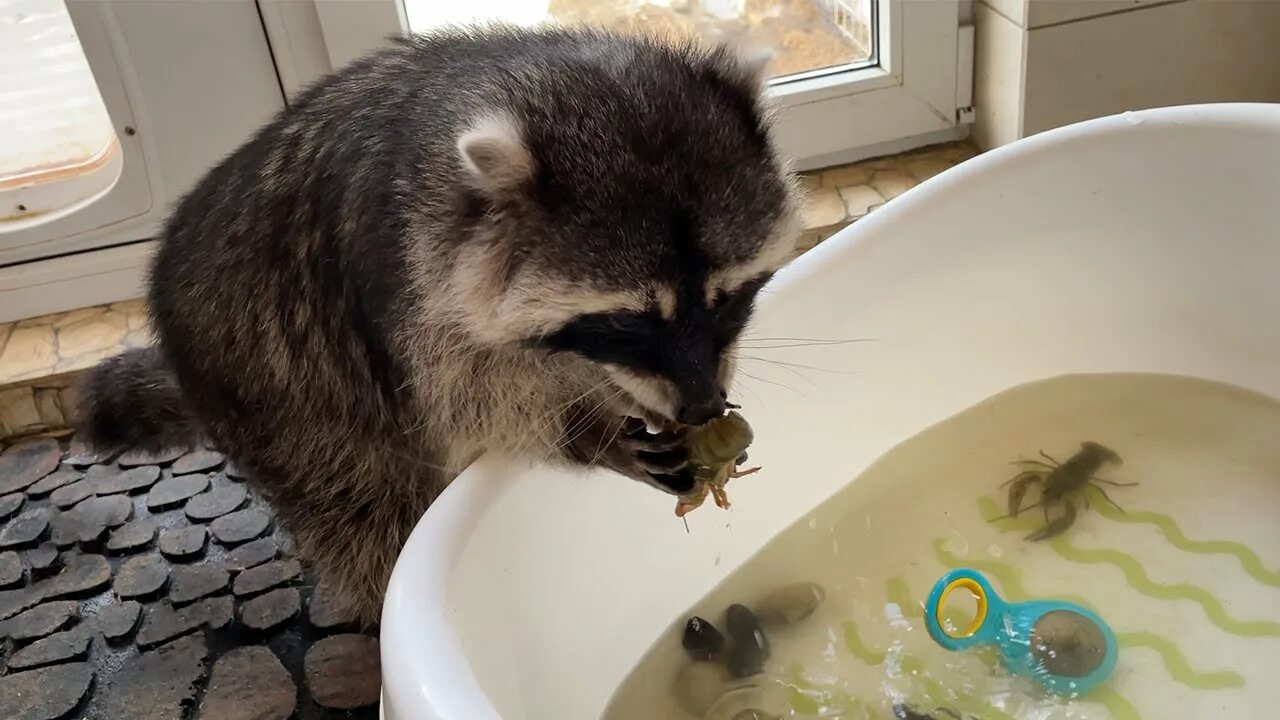 Домашние еноты видео. Еноты. енот зефирка. енот ворует. енот убирается.