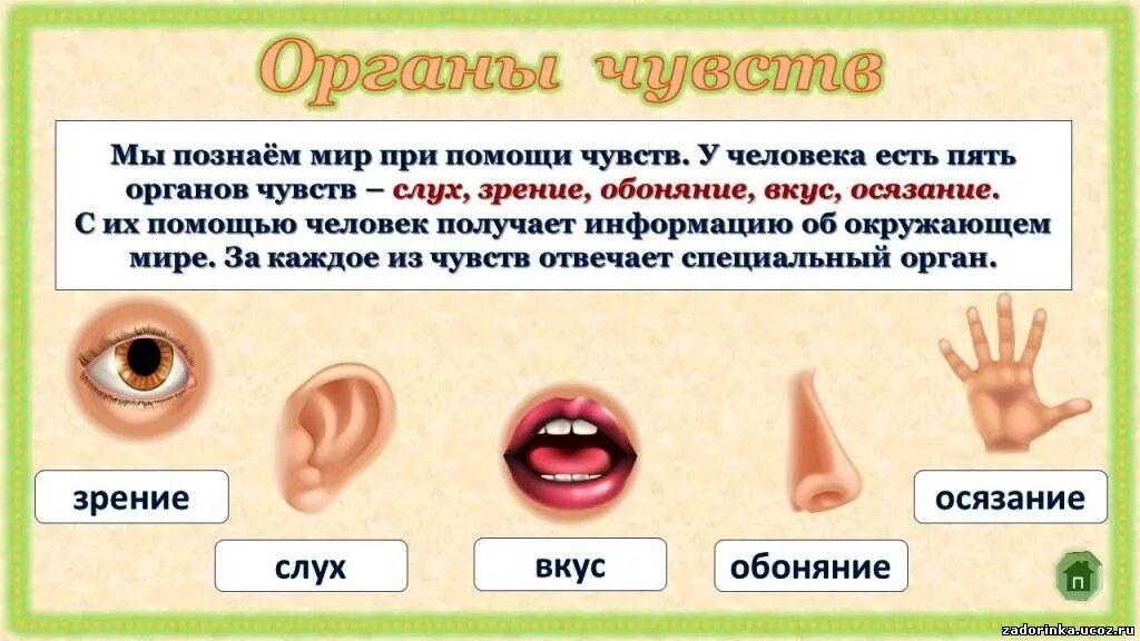 Органы чувств текст