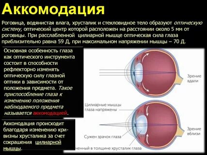 Какие свойства хрусталика обеспечивают аккомодацию