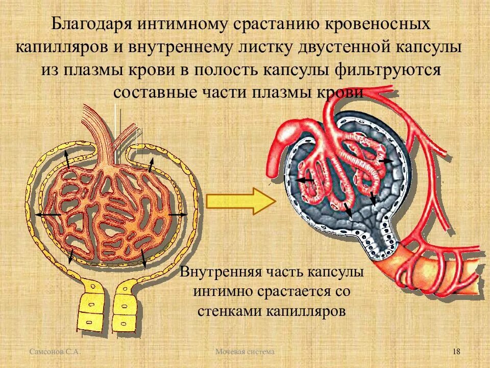 Капсула Боумена-Шумлянского. Полость капсулы Шумлянского-Боумена. Капсула Боумена-Шумлянского фильтрация. Капсула Шумлянского-Боумена внутренняя стенка.