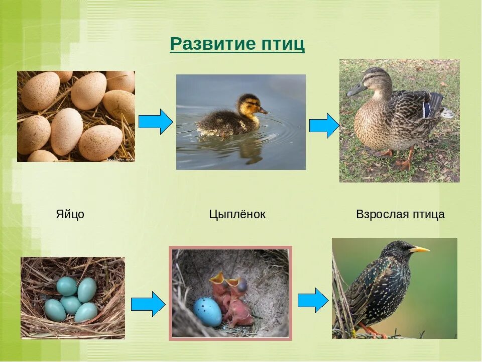 Размножение птиц 8 класс. Этапы развития птиц. Размножение и развитие птиц. Стадии развития птиц. Размножение и развитие Пти.