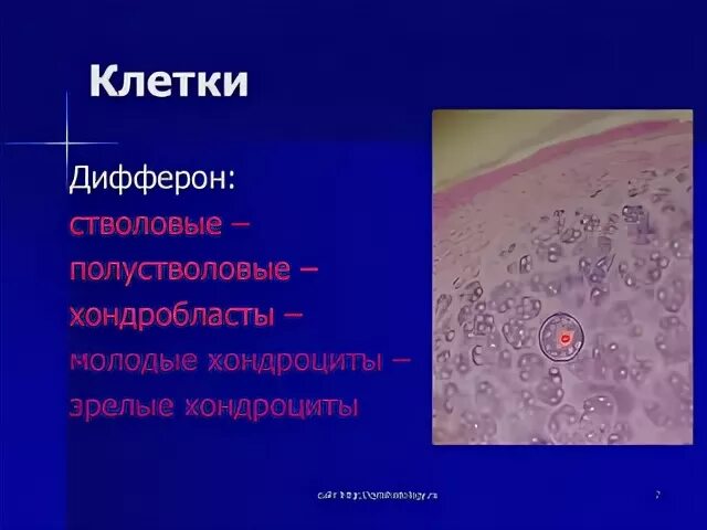 Дифферон это. Хрящевые клетки хондробласты хондроциты. дифферон хондробластов. диффероны хрящевой ткани. хондроциты гистология.