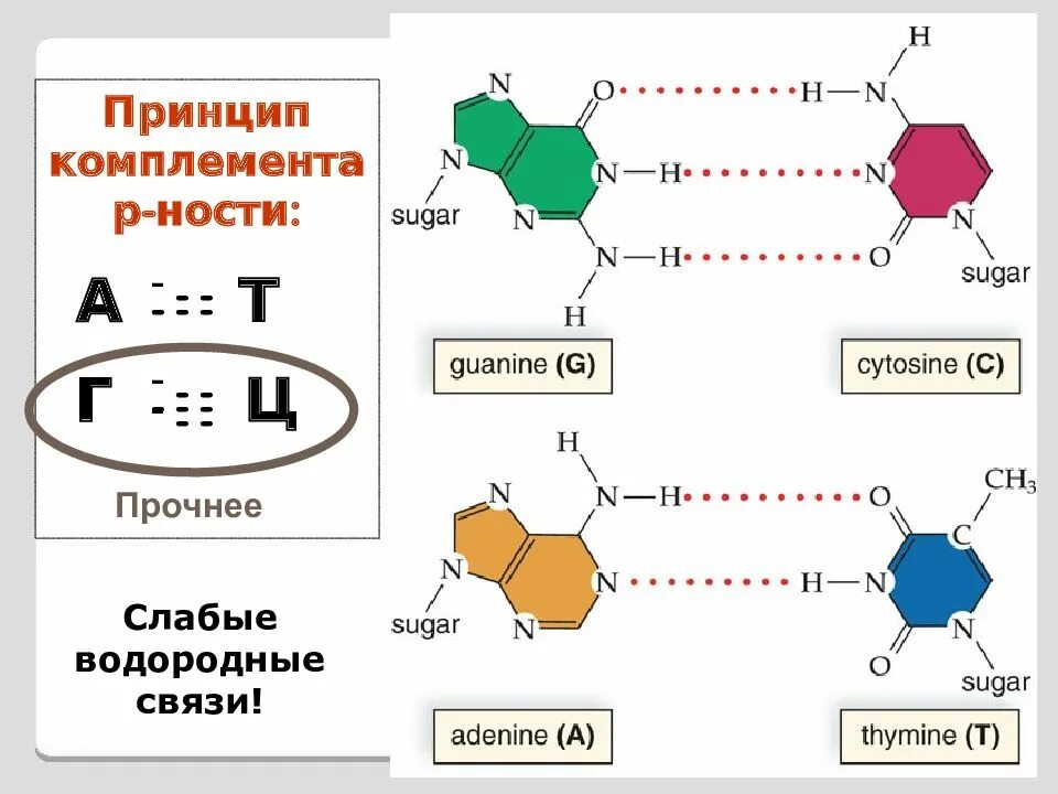 Гуанин и цитозин водородные связи. Водородные связи в ДНК. А Т Г Ц У водородные связи. Аденин водородные связи. Комплементарность ДНК И РНК.