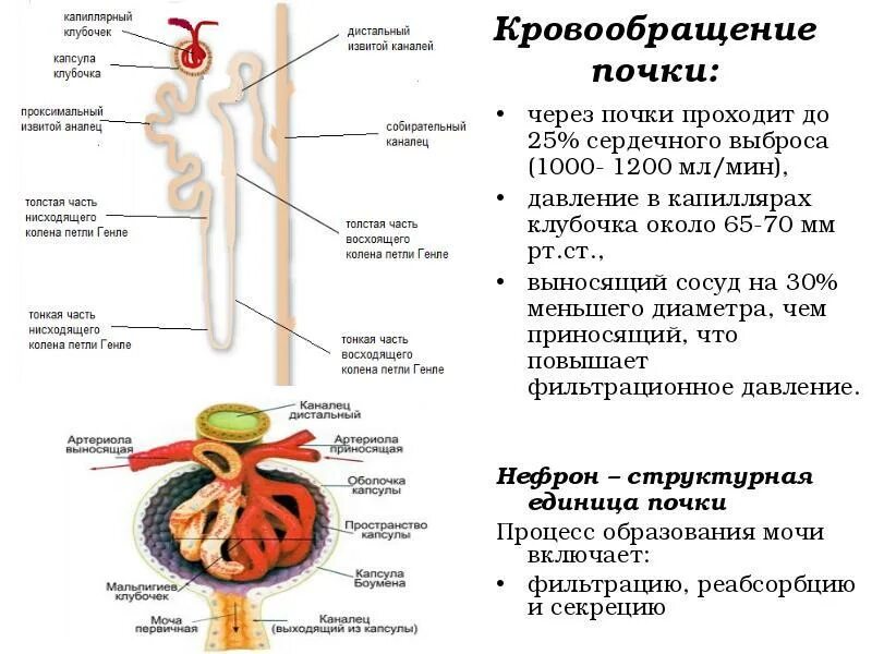 Какие собирают почки. Образование мочи в почках. Кровоснабжение почки. Биохимия почек и мочеобразования. Почечные клубочки биохимия.