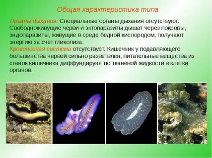 Как дышат плоские черви