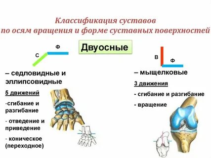 Классификация суставов