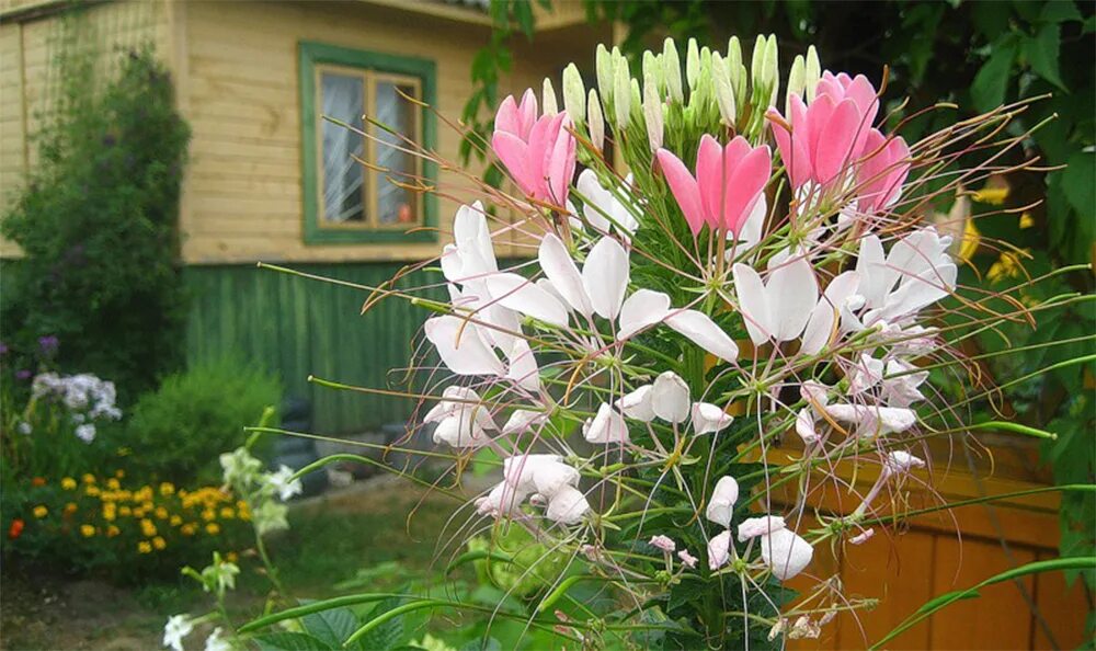 Клеома колючая вишневая. Цветок клеома брызги шампанского. Клеома колючая. Посадка брызги шампанского. Однолетник клеома.