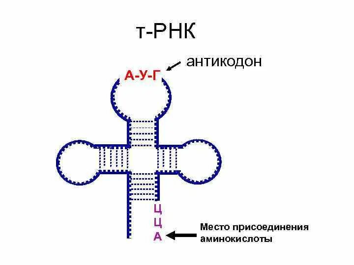 Схема молекулы ТРНК. Структура транспортной РНК. Схема строения молекулы ТРНК. Строение ТРНК схема.