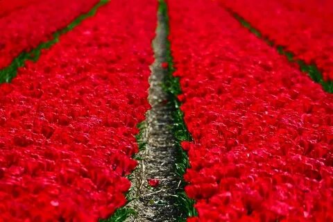 Орыс порносы: мас әйел