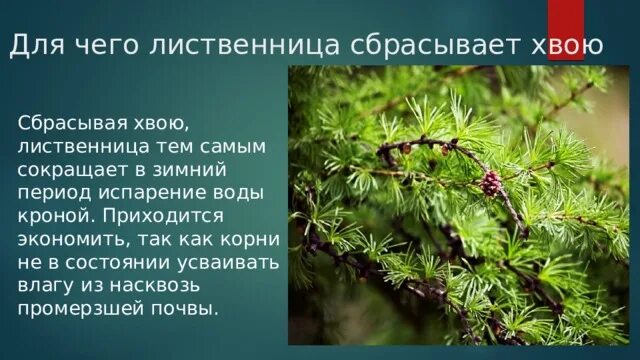 Хвойное сбрасывает иголки на зиму. Лиственница биология. Лиственница 5 класс биология. Лиственница сбрасывает хвою. Факты о лиственнице.