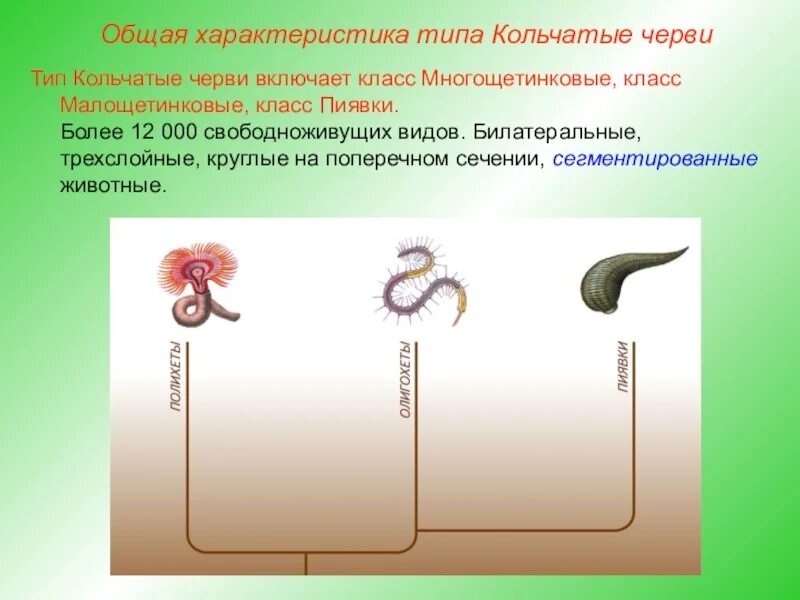 Дайте характеристику типу кольчатые черви. Типы червей. Кольчатые черви общая характеристика. Тип кольчатые черви общая характеристика. Общая характеристика кольчатых червей.