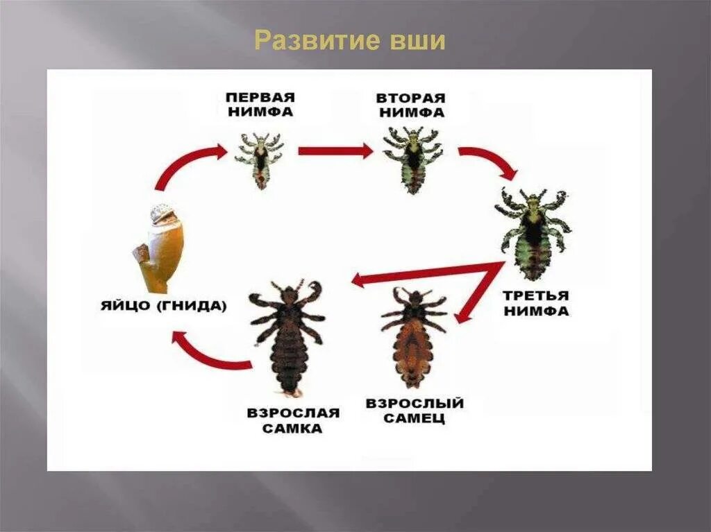Вши текст. Вши лобковые цикл развития. лобковая вошь цикл развития. циклы развития головной и платяной вшей.. жизненный цикл вши.