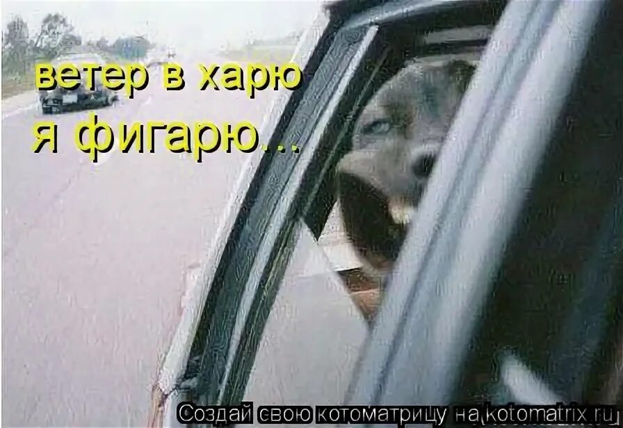 ветер в харю а я шпарю