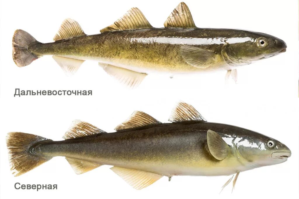 рыбы тресковых пород название и фото. минтай навага треска. хек и треска. морская промысловая рыба. красная рыба названия список фото.