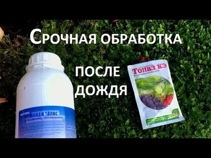 Можно ли розы обрабатывать препаратом 30