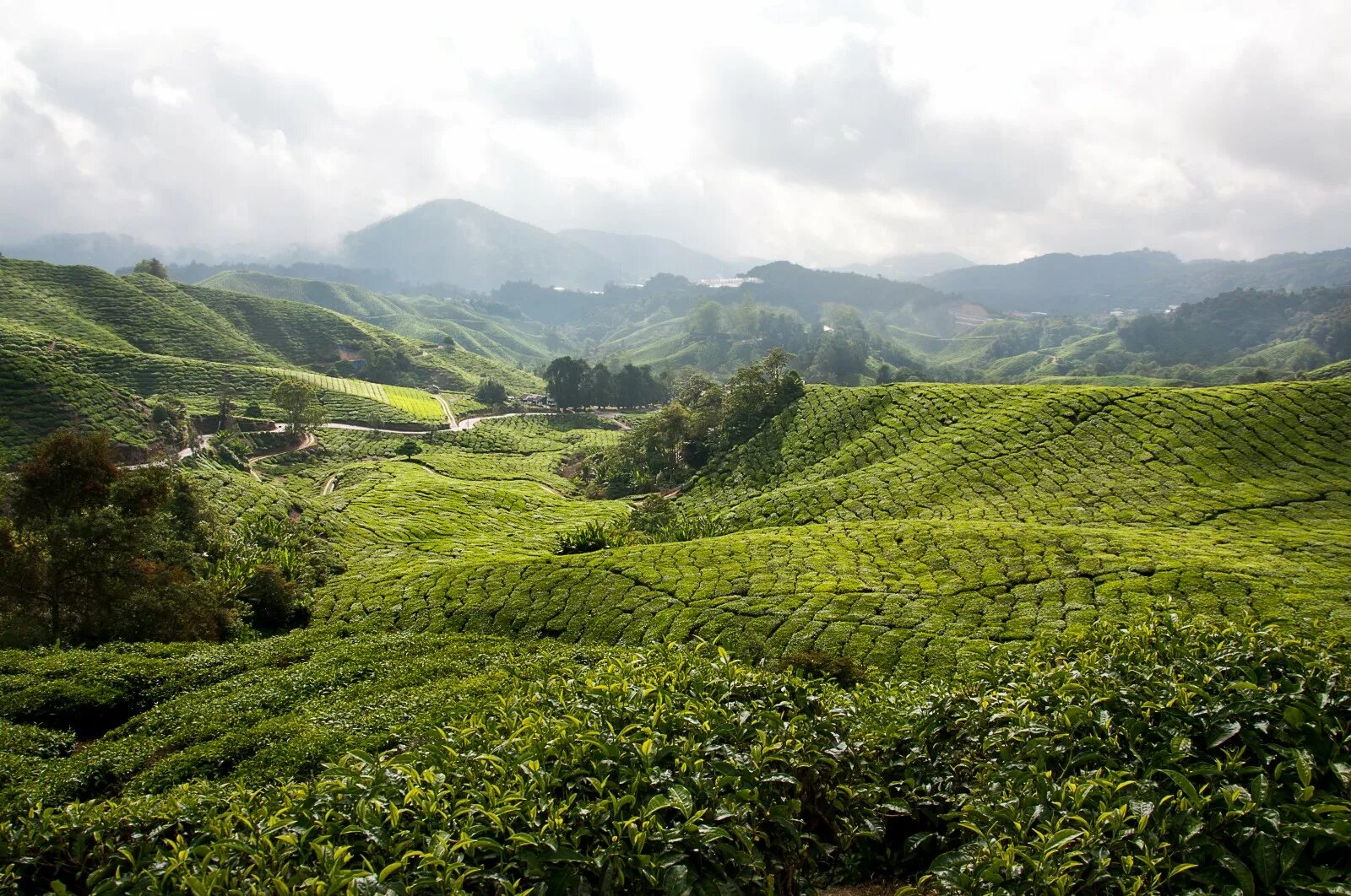 Нагорье Юньнань Вьетнам. Чайная плантация Кичмай. Чайные плантации Малайзия. Шри Ланка чайные плантации. Какой климат в восточной азии