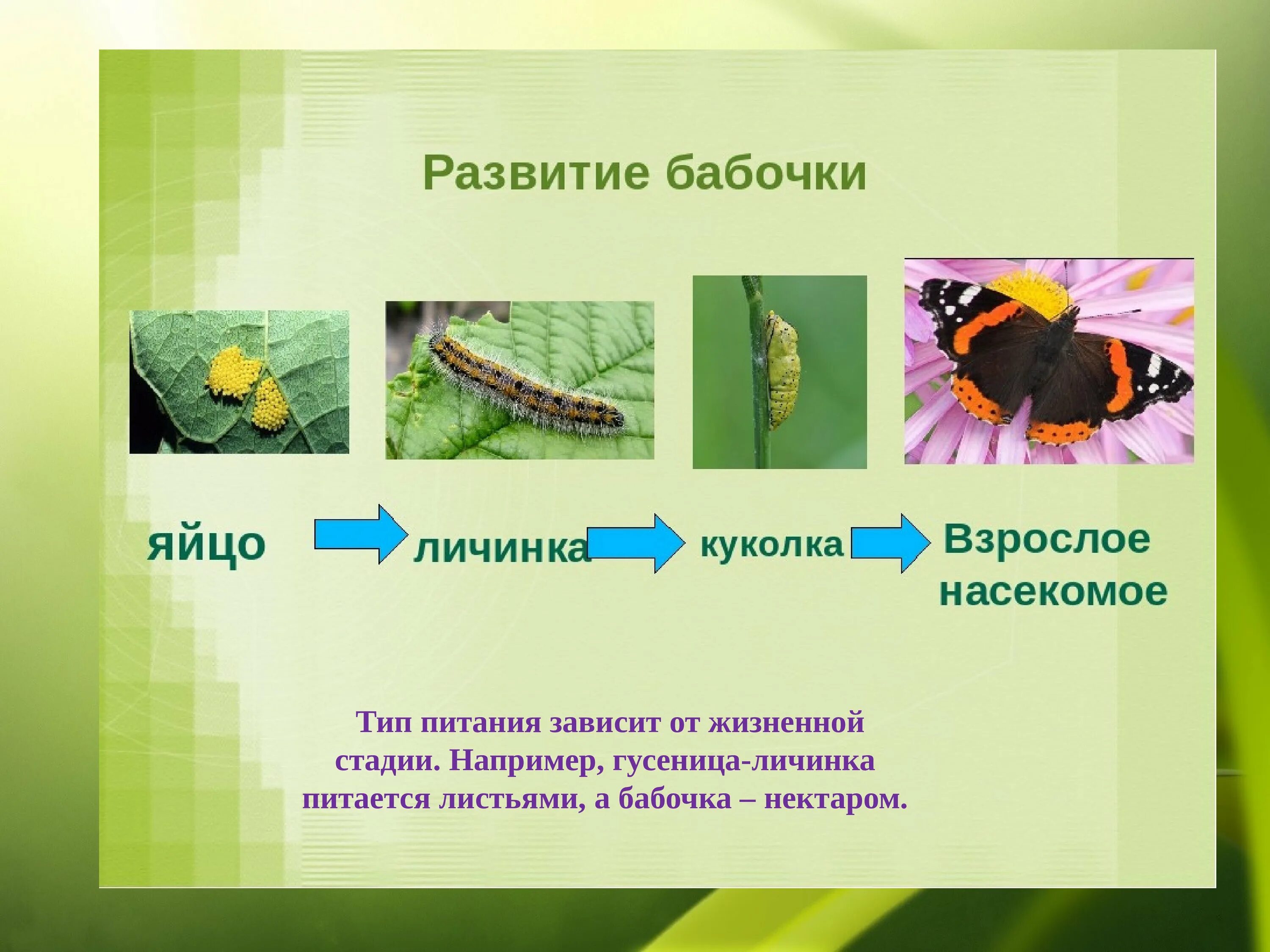 Кто появляется у насекомых