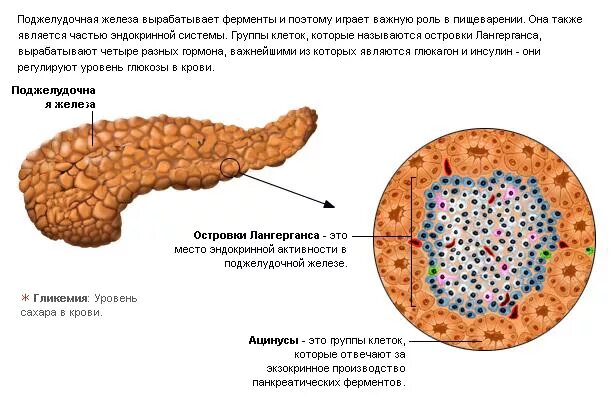 Жировые изменения печени и поджелудочной железы. Поджелудочная железа диабет 1 типа. Поджелудочная железа при сахарном диабете 1 типа микропрепарат. Сахарный диабет поджелудочная железа микропрепарат. Сахарный диабет 2 типа микропрепарат.