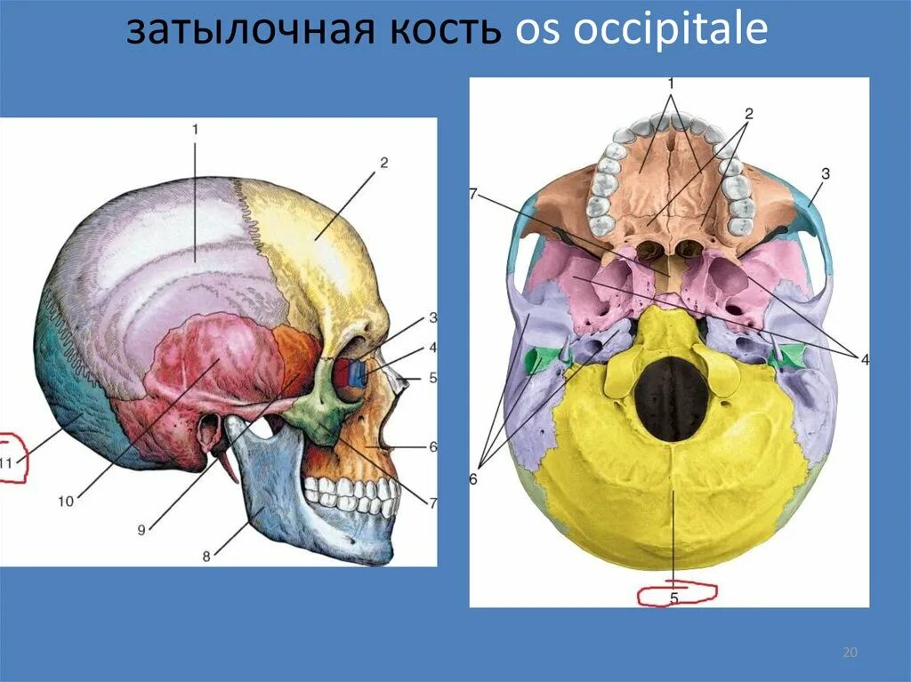 Кости черепа затылок. Анатомия затылочной кости черепа. Строение костей черепа затылочная. Строение черепа затылочная кость. Строение затылочной кости черепа человека анатомия.