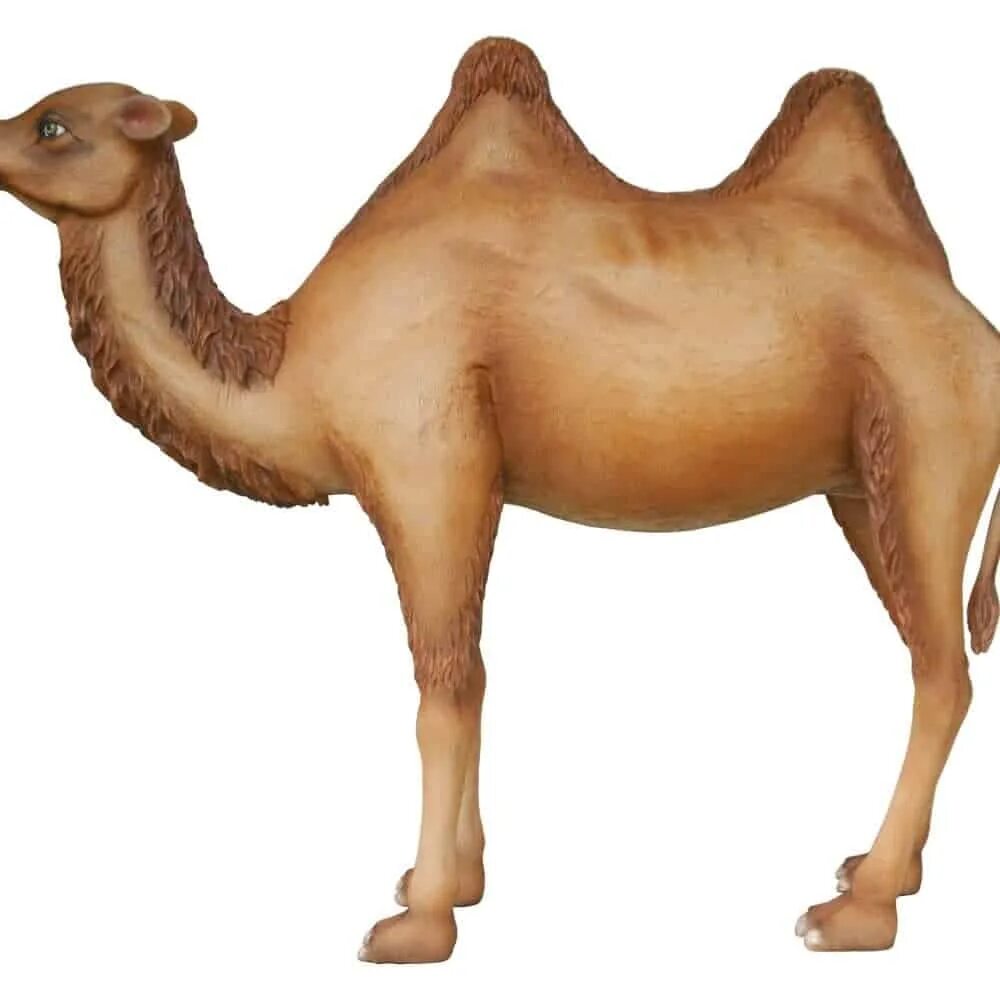 занятие верблюд. верблюд акварелью. найди отличия животные. занятие верблюд. верблюд с верблюжонком.