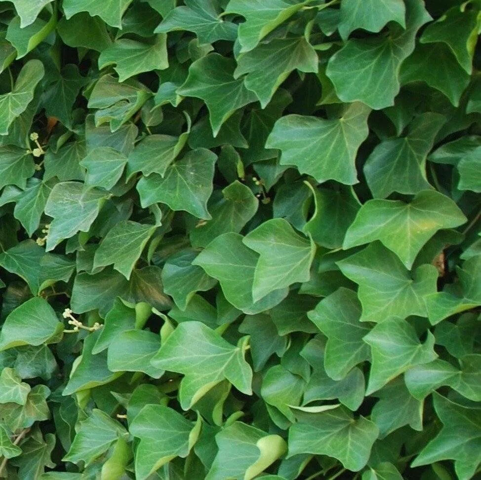 Плющ обыкновенный (Hedera Helix). Хедера Хиберника. Плющ Хедера Хеликс Вариегата. Плющ Хиберника. Как вырастить плющ