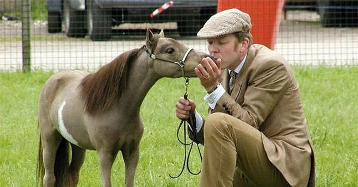 Рассмотрите фотографию лошади. Рассмотрите фотографию коричневой лошади фалабелла. Рассмотрите фотографию коричневой лошади фалабелла. Лошади породы фалабелла. Рассмотрите фотографию коричневой лошади фалабелла.