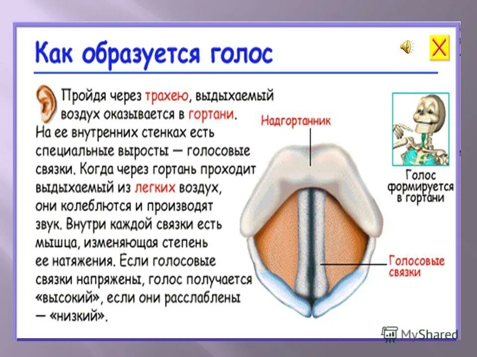 Не пропускает пищу в гортань ответ. Не пропускает пищу в гортань ответ