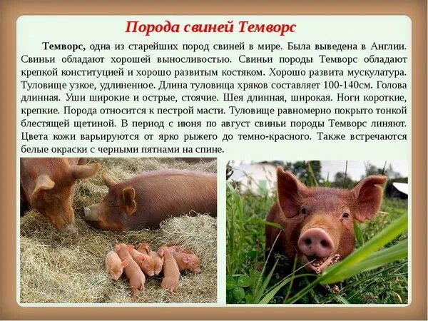 Породы свиней с фотографиями и названиями Подборка фото: Интересные и любопытные факты о свиньях Общенет