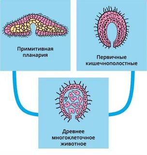 4 трехслойные животные