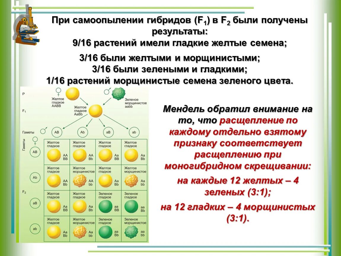 Самоопыление дигетерозиготы полное доминирование