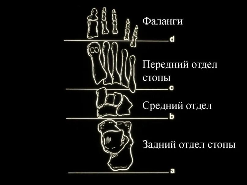 Основные фаланги стопы. Отделы стопы. Анатомия переднего отдела стопы. Суставы среднего отдела стопы. Передний средний задний отделы стопы.