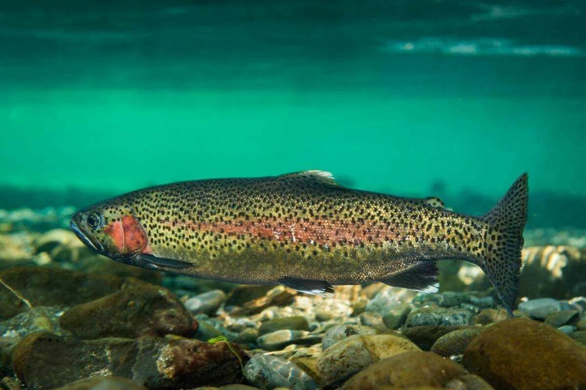 Рыба радужная форель. Эйзенамская форель. Форель камлоопс. Форель в море. Norwegian sea trout.