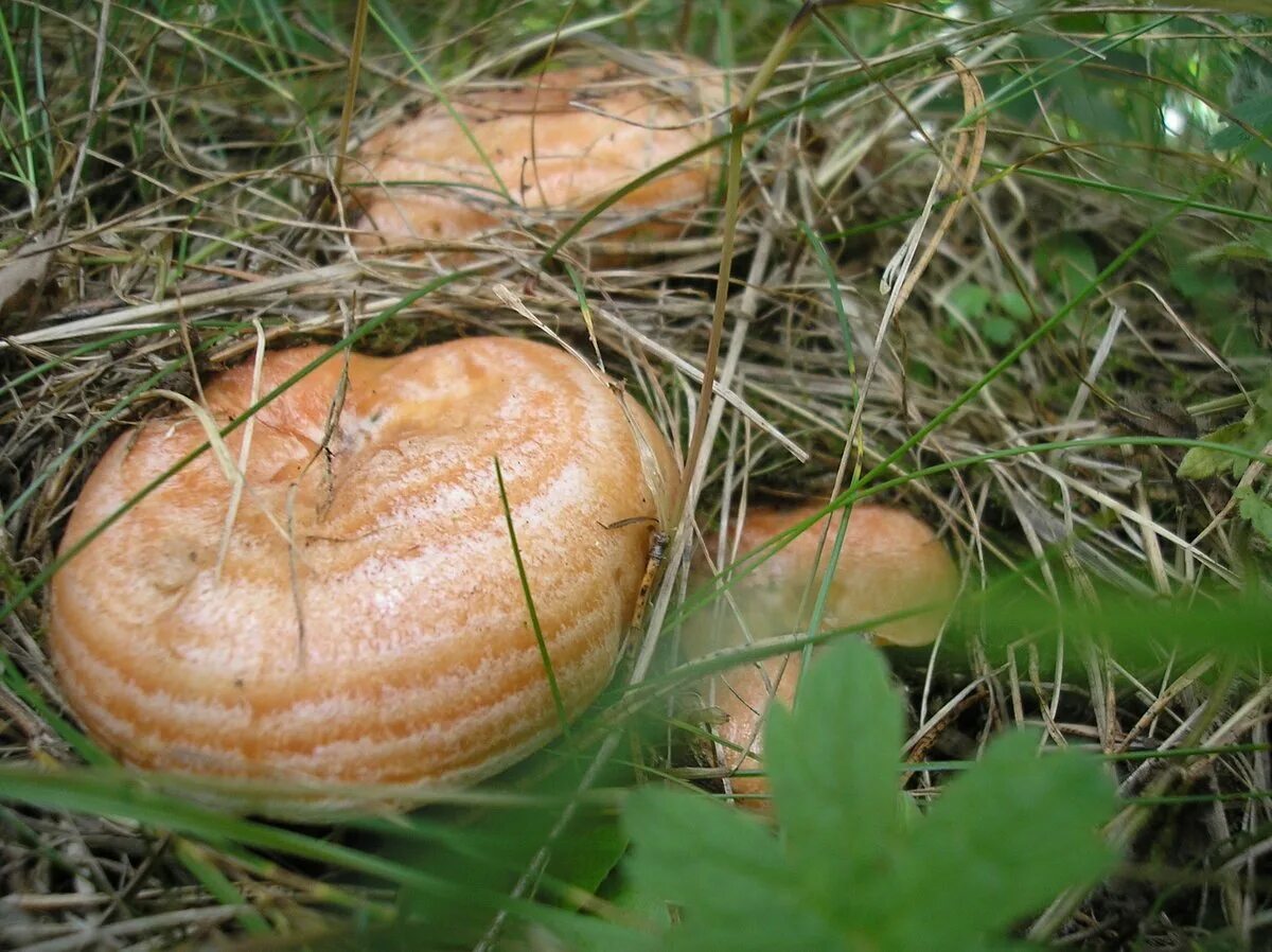 Рыжик Сосновый/Боровой (Lactarius deliciosus);. Рыжик деликатесный. Гриб Рыжик Сосновый. Царский гриб Рыжик.