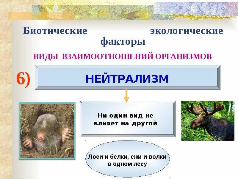 Конкуренция тип биотических взаимоотношений