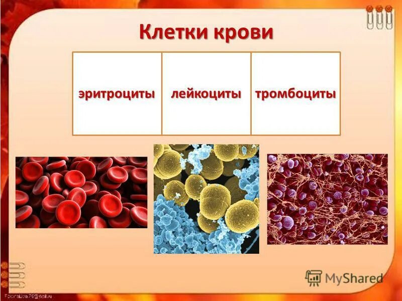 Гранулы тромбоцитов содержат. Эритроциты лейкоциты тромбоциты. Эритроциты лейкоциты тромбоциты рисунок. Микроциты тромбоциты эритроциты. Клетки крови эритроциты лейкоциты тромбоциты.